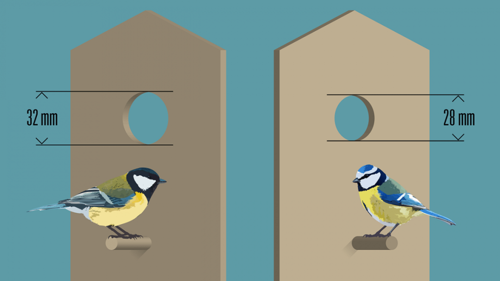 Начинается сезон размножения: что сейчас действительно нужно садовым птицам