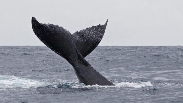 Китовый плавник во время ныряния