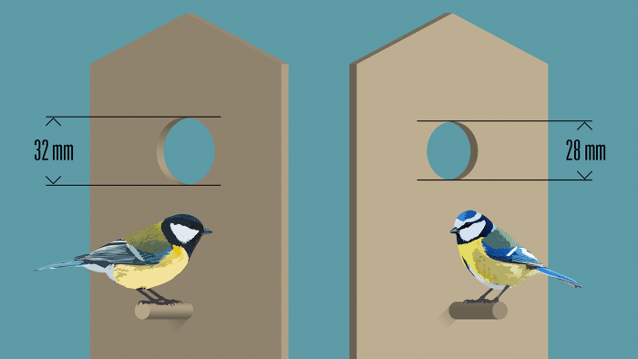 Большие и лазоревки с размерами входных отверстий в скворечнике
