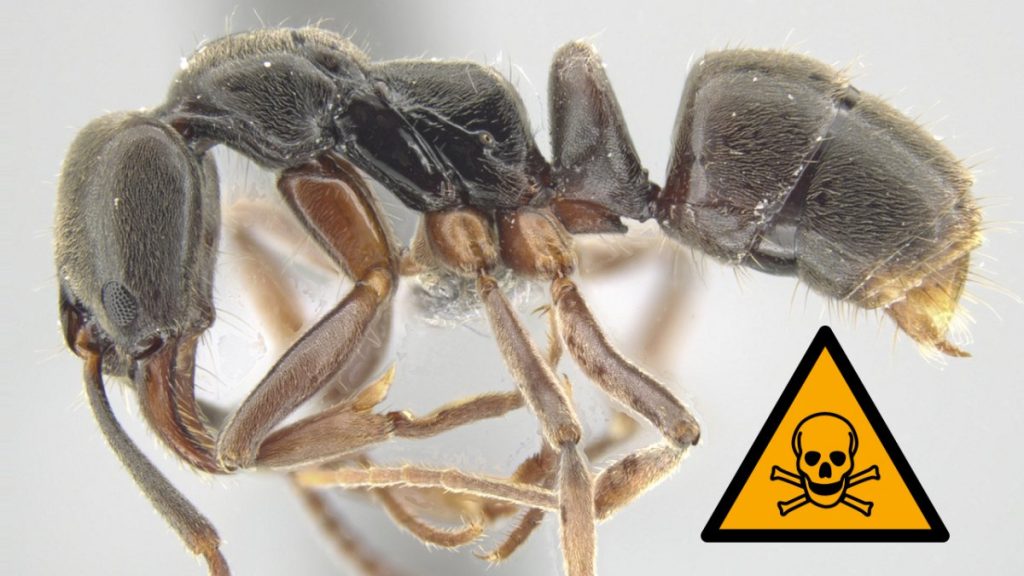 Этот муравей опаснее любой пчелы